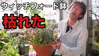 【残念な寄せ植え】枯れたのでメンテナンスします                【園芸超人カーメン君】