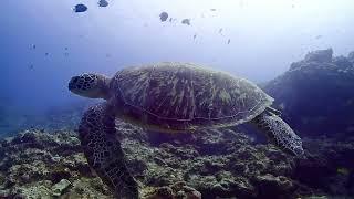 今日のカメさん★ TAKUDIVE石垣島