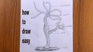 how to draw a hydra easy step by step/hydra drawing
