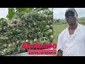 How He  Makes Over GHS 46,000 From One Acre Of Pineapple Farm In 12 Months | Budget Break Down