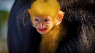 Meet François' Langur in Guizhou