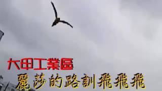 琉璃金剛鸚鵡\