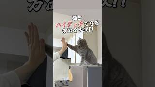 猫とハイタッチしたい人集合🙌 #ねこ #猫 #cat #猫のいる暮らし #猫動画