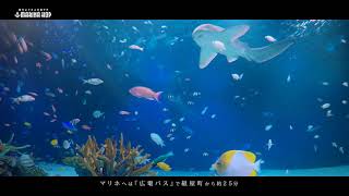 マリホ水族館2周年記念CM