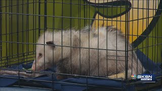 Wild Side: Peanut the Virginia Opossum visits from Great Plains Nature Center