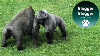 Silverback Gorilla Making Sure Ozala And Her Mum Behave