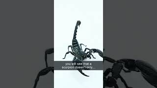 Are Scorpions Insects? 🦂 🦂