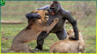 17 Most Merciless Battles Between Wild Animals