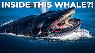 What Scientists Found Inside This Whale Shocked Everyone