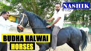 BUDHA HALWAI HORSES - NASHIK MAHARASHTRA