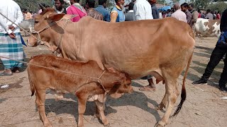 আজ ২০ ফেব্রুয়ারি রবিবার || ৩৫ হাজার থেকে শাহিওয়াল সহ দেশাল গাভী গরুর দাম || নেকমরদ হাট