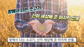 밭에서 나는 소고기 - 콩