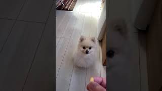 新・リンゴをキャッチチャレンジするポメラニアン【123日目】Apple Catch Challenge Pomeranian [Day 123]