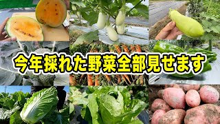 【感謝】鈴木農園で今年収穫した野菜一気見 2024年