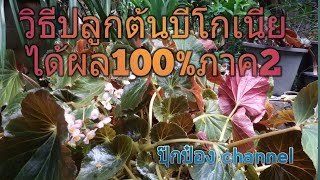 วิธีปลูกต้นบีโกเนียให้ได้ผล100%อยากรู้ต้องดูคลิปนี้ภาค2