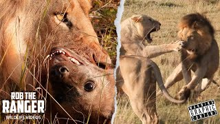 Nomadic Lions Raid Hyena Den - Noise Attracts Territorial Males! | Maasai Mara Safari | Zebra Plains