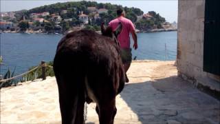 Interlude (Croatia's Lonely Donkey, Hvar)