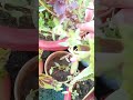 colourful foliage plant coleus grow from cutting gardening yt shortvideo