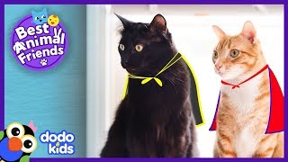Cole And Marmalade Are Secret Supercats | Animal Videos For Kids | Dodo Kids