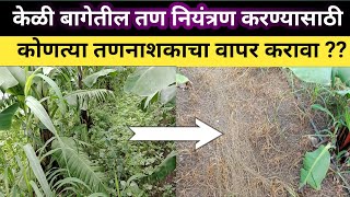 केळी बागेतील तण नियंत्रण करण्यासाठी कोणत्या तणनाशकाचा वापर करावा? weed management | herbicide|