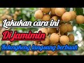 Mau kelengkeng mu berbuah?lakukan cara ini||dijamin kelengkeng dalam pot langsung berbuah