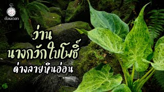 ว่านนางกวักใบโพธิ์ด่างลายหินอ่อน หลักหมื่น#alocasia #ไม้ด่างหายาก #ไม้แรร์