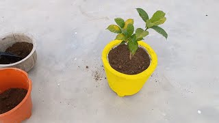How to make plant pot | how to make pot | गमला कैसे बनाए | Cement Craft | Craft | DIY