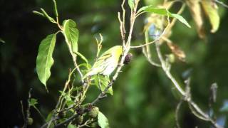 野鳥撮影・ 野鳥動画・マヒワ♂　Eurasian siskin