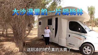 房车自驾游塔克拉玛干大沙漠，找到片原始胡杨林，准备在这小住两日【868房车旅行】