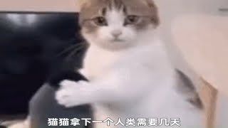 猫猫：小样，这还不迷死你