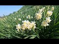 4k角島大橋とコバルトブルーの海・角島灯台とスイセン tsunoshima ohashi tsunoshima lighthouse