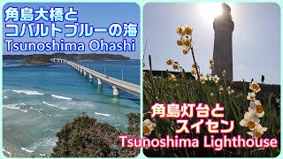 4K角島大橋とコバルトブルーの海・角島灯台とスイセン Tsunoshima Ohashi, Tsunoshima Lighthouse