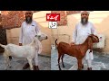 Amritsari Goats Of Kashif Bhai - Chat Ka Shoq Lahore 2023