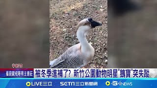 被冬季進補了？ 新竹公園動物明星\