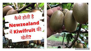 कैसे की जाती है Newzealand में kiwi fruit की खेती? / Kiwi farming in NewZealand