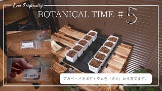 BOTANICAL TIME ＃５ アガベ・パキポディウムを「タネ」から育てます。