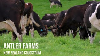 Antler Farms New Zealand Colostrum - The Most Powerful Preventative Food Substance