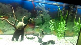 Juwel Rio 240 with most types of tetras