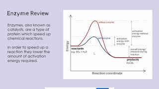 Liver Enzyme Virtual Lab