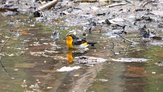 河口湖フィールドセンターのキビタキ（雄）の水浴び　その３２（4K60P動画）