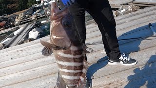 海上釣堀に釣行した後は晩ご飯が豪華になる。