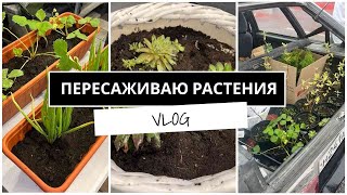 ВЛОГ. ПЕРЕСАДКА РАСТЕНИЙ. ПРИЖИВЁТСЯ ЛИ ЛУК В БАЛКОННОМ КАШПО? ЗЕМЛЯНИКА, ДЕРЕН, КАМЕННЫЕ ЦВЕТЫ.