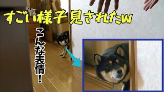 【検証】柴犬 スローな動きで帰ったら、こしくんもスローになったww【黒柴こしあん】When we got home slowly, Shiba Inu moved slowly too.