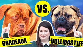 DOUGE DE BORDEAUX VS BULLMASTIFF