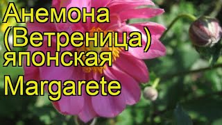 Анемона японская Маргарет. Краткий обзор, описание характеристик anemone japonica Margarete