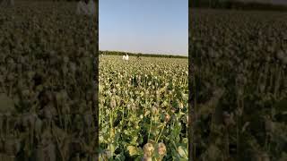 Opium crop Shivgarh th.sitamau m.p