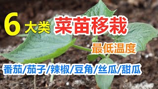 什么时候把菜苗移植到外面？移栽最低温度, 番茄/茄子/辣椒/豆角/丝瓜/苦瓜/甜瓜/黄瓜/西瓜 When to transplant seedlings?