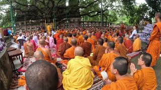 Under the sacred Bodhi tree