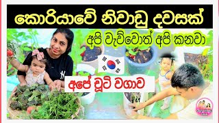 A day in the life in korea 🇰🇷 /අපේ චූටි වගාව/ කොරියාවේ නිවාඩු දවසක අපි 👨‍👩‍👧