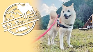 【ソロキャンプ】テント前の柴犬【Shiba inu】 #shorts